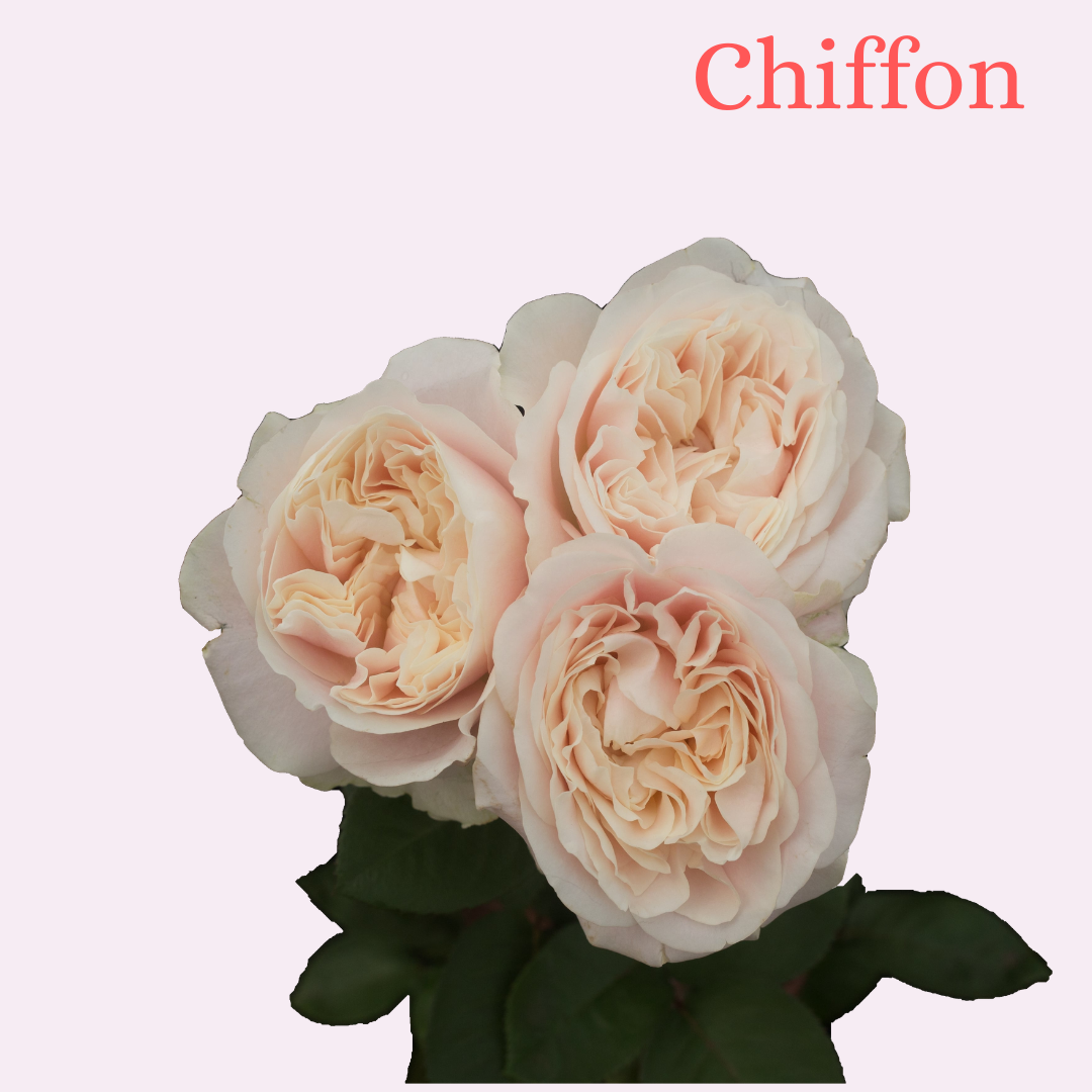 ROSE CHIFFON 70
